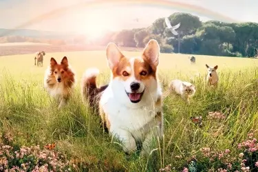 Beaphar Canishield tegen teken, vlooien, zandvliegen bij honden