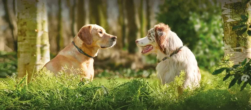 Beaphar Canishield halsband